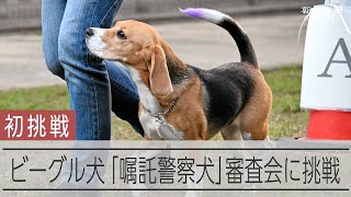 ビーグル犬が嘱託警察犬の審査に挑戦　犬種の制限撤廃受けて