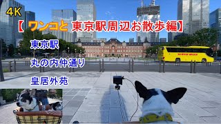 【Around Tokyo Station, Japan ワンコと東京駅周辺お散歩編】