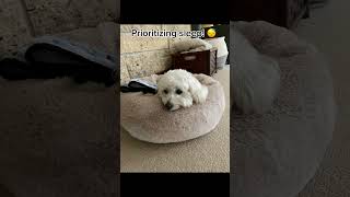 Hi vet! 👋#puppy #cotonpuppies #funnyanimals #funny #cotondetulear #funnypets