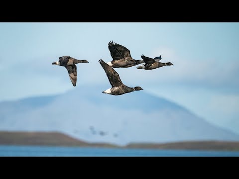 Fowled Reality 2020 Waterfowl Hunting Sizzle Reel