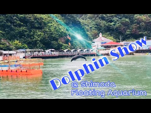 Dolphin Show | Shimoda Floating Aquarium | Shizuoka-ken, Japan