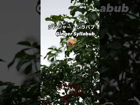 魅力的なオレンジアプリコットのクライミングローズ、ジンジャー・シラバブ Ginger Syllabub⠀オレンジの秋花が咲いた。2024年12月2日⠀ハークネスのクライミング。イギリスのバラ。⠀