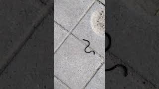 #smallsnake #smallyoutuber