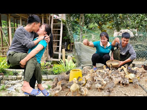 Harvesting luffa garden to sell at market - Animal care - Linh's Life