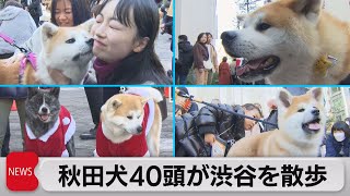 秋田犬約40頭が週末の渋谷を散歩　忠犬ハチ公生誕100周年記念で（2023年12月2日）