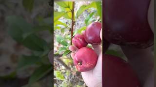 Harvesting Fruits and Vegetables | Apple and Blueberry Harvest | Amazing Organic Techniques