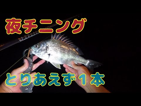 夜チニング、何とかキビレ釣れた！