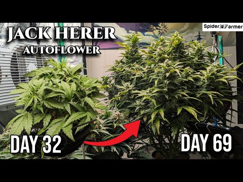 How I Grow E8- Defoliation in Bloom - Jack Herer Autoflower Fastbuds - Spiderfarmer SF4000