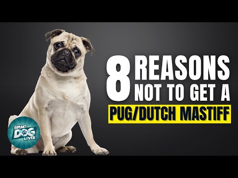 8 Reasons Why You Should Not Get a Pug