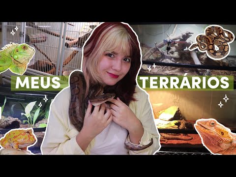 TOUR PELOS MEUS TERRÁRIOS! (cobras, lagartos e sapo)