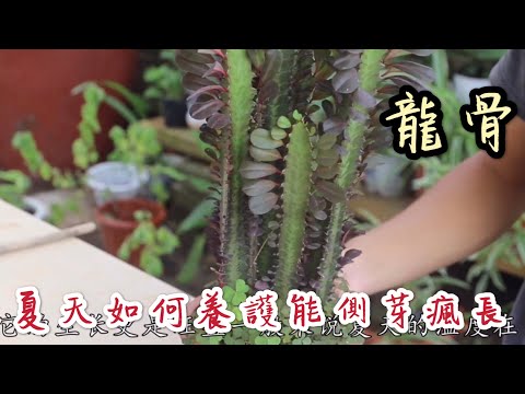 【天天小花農】龍骨，夏天如何養護，才能使側芽瘋長