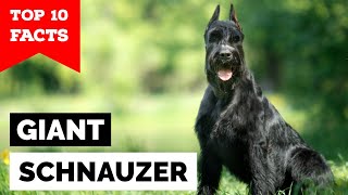 Giant Schnauzer - Top 10 Facts