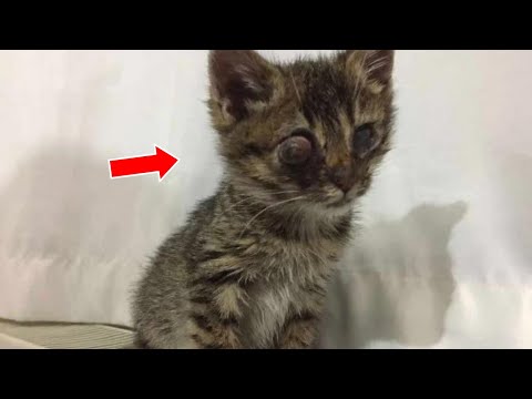 Guy Finds A Dying Kitten On The Streets And Does Everything He Can To Save Her Life