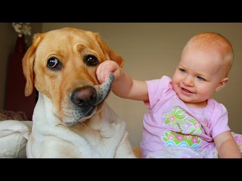 Labrador Dog and Baby Compilation