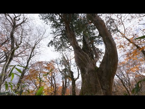 【宮城県観光映像】千年クロベ