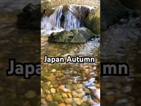 Japan Autumn #nharuamit #cover #coversong #travel #garden #shorts #日本 #観光