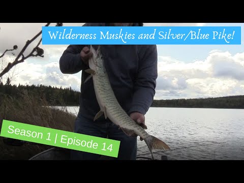 Wilderness Muskies and Silver/Blue Pike!