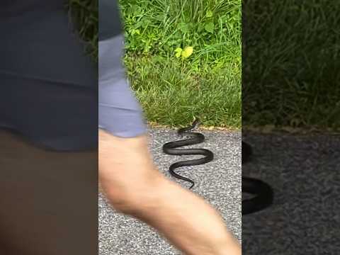 Can a black rat snake hurt people? | Horizons_視野 | wildlife | animals