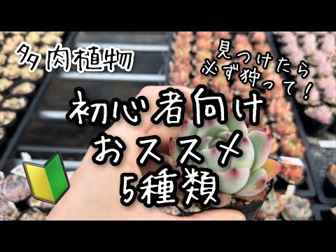 【多肉植物】初心者さん必見！迷ったらこの品種狩って！