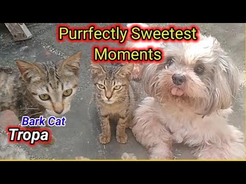 "My Cats and Dog: A Collection of Sweetest Moments"