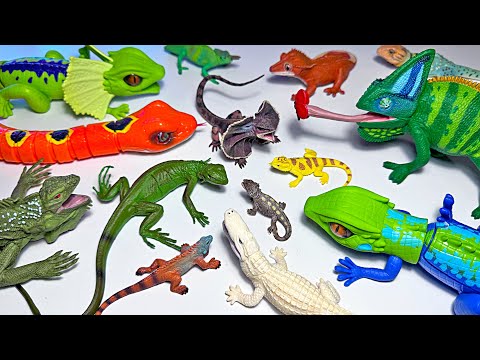 New Reptiles, Baby Iguana, Chameleon, Crocodile, Turtle, Alligator, Snake, Cobra, Gecko, Tortoise