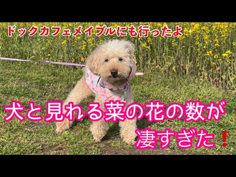 【関西】菜の花を犬と見に行ったら凄すぎてびっくり＆メイプルドックランへ行きました💕