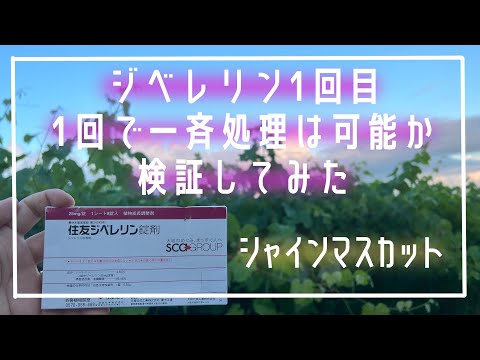 ジベレリン1回目一斉処理できるか検証してみた【シャインマスカット】