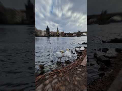 CHARLES BRIDGE / SWANS AND NUTRIA #charlesbridge #europeanlandmarks #charlesbridgeprague