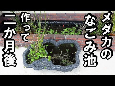 【メダカ】絶好調のビオトープ！植物定着術！＃メダカ飼育＃メダカの繁殖