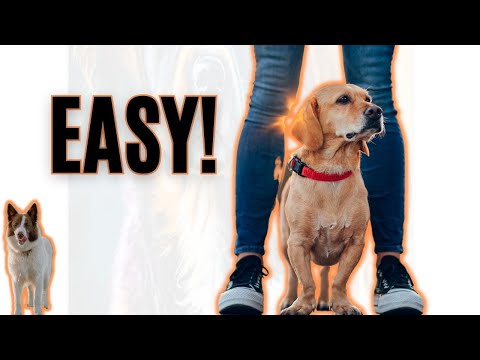 Teach Your Dog The Stand Command This Way For IMMEDIATE Results