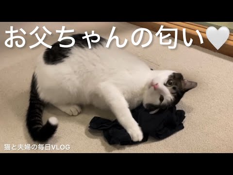 猫と夫婦の毎日VLOG#473 人間の汗の匂いを全身に擦り付ける