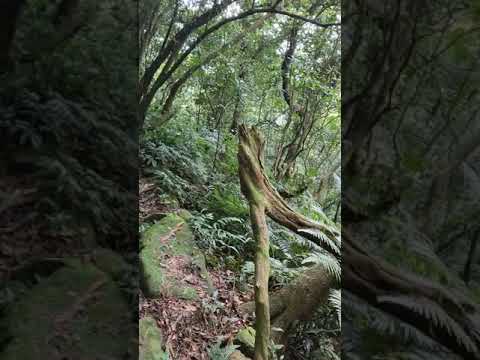 燦光寮古道