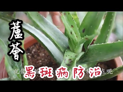 【天天小花農】蘆薈長出這種“斑點”，是「黑斑病」的病癥，很多人不知道如何對症下藥