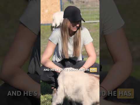 Goats Bully Each Other