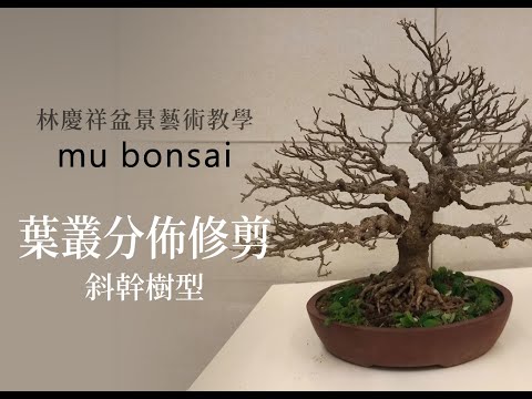 春∣白古蘇花的葉叢分佈 ◤林慶祥盆景藝術教學◢ Bonsai in Taiwan