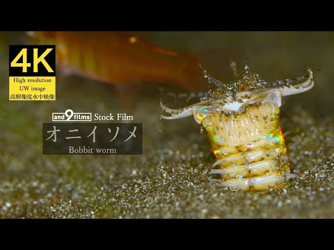 【4K 水中映像】オニイソメ / Bobbit worm / Eunice aphroditois