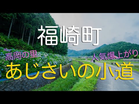 【兵庫県福崎町】 高岡の里あじさいの小道は観光で必須の場所！/兵庫県観光Vlog / A New Ajisai (Hydrangea) Path in Fukusaki, Hyogo Japan.