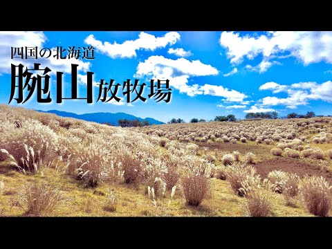 【登山】腕山 ここは四国のリトル北海道 ススキが輝く広大な放牧場を歩いてきました。素敵すぎた！