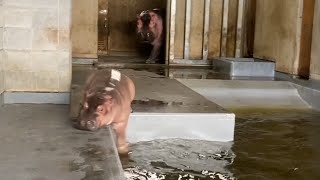 勢いあまってズルッバシャっ！飼育員さんのところへ全力ダッシュ🦛カバの赤ちゃん【旭山動物園】 Baby Hippo ran too fast and slipped!