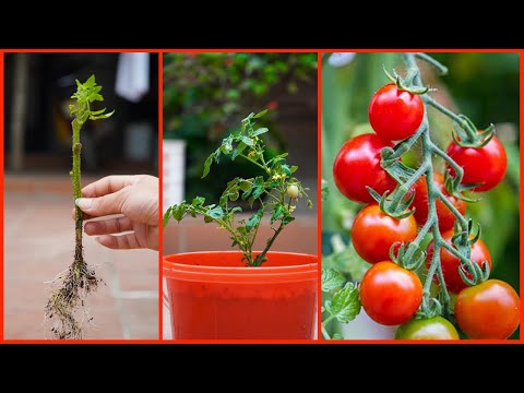 Useful Gardening Tips Methods of Propagating Plant Vegetables on the Balcony for Beginners