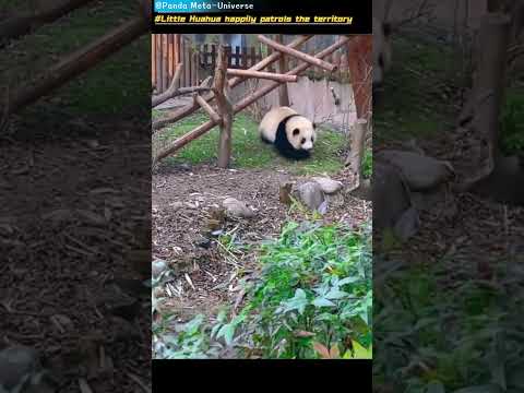 小花花开心的巡视领地 Little Huahua happily patrols the territory #panda #cute #funny #redpanda #giantpanda