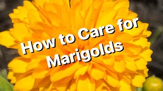 Marigold Care