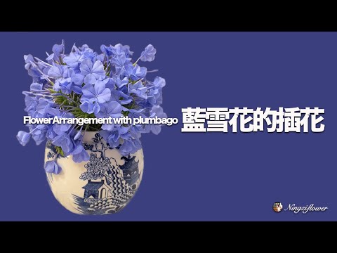 纯天蓝色的花朵蓝雪花作为插花材料怎样插花｜flower arrangement with plumbago)