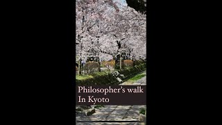 Philosopher’s walk in Kyoto #kyototrip #japaneseculture #traveljapan #japanesefood #autumnleaves