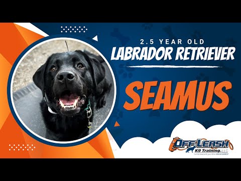 Labrador Retriever, 2.5 Years Old, Seamus | Best Dog Trainers Northern VA | Off Leash K9