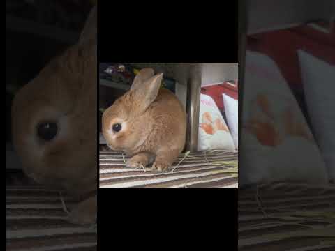 A rabbit that makes a natural joke... #rabbit #cute #healing #funny video