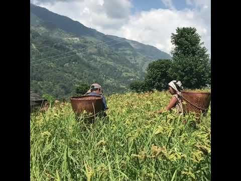 millet crop / Nepal / Gurung Valley / Annapurna