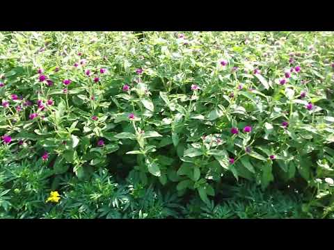 Mini Tour Of The Flower Farm, What All Goes Into Flower Farming