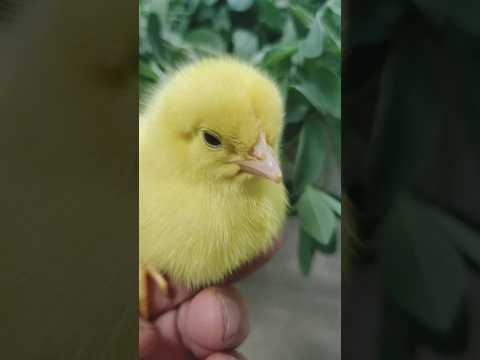 Baby hen adorable funny - funny chicks - free chick sound #hen #chicks #cute #birds