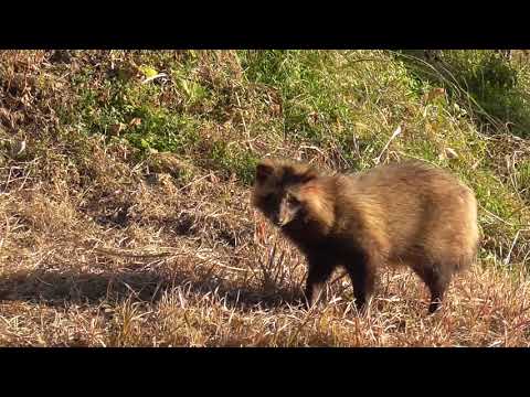 野生の狸1